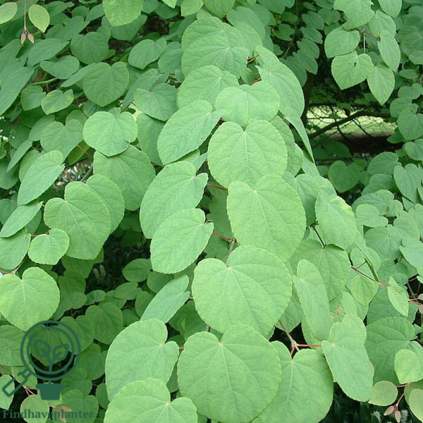 Cercidiphyllum japonicum, Alm. hjertetræ