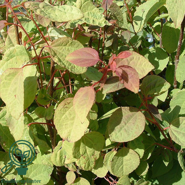 Cercidiphyllum japonicum, Alm. hjertetræ