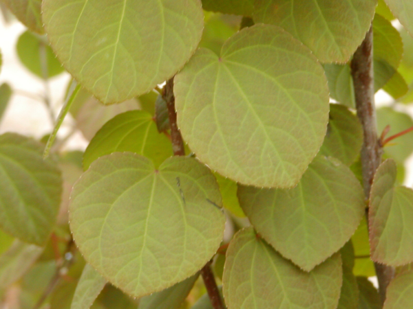 Cercidiphyllum japonicum, Alm. hjertetræ