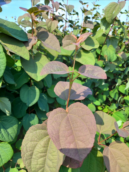 Cercidiphyllum japonicum, Alm. hjertetræ