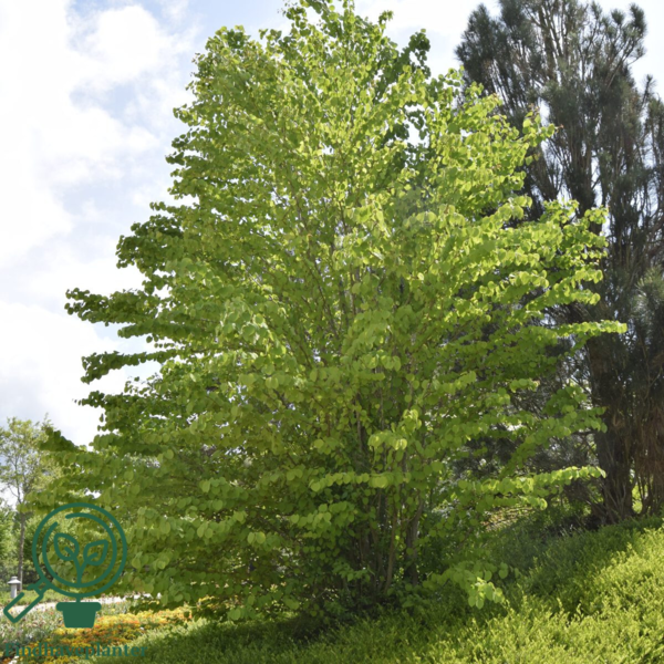 Cercidiphyllum japonicum, Alm. hjertetræ