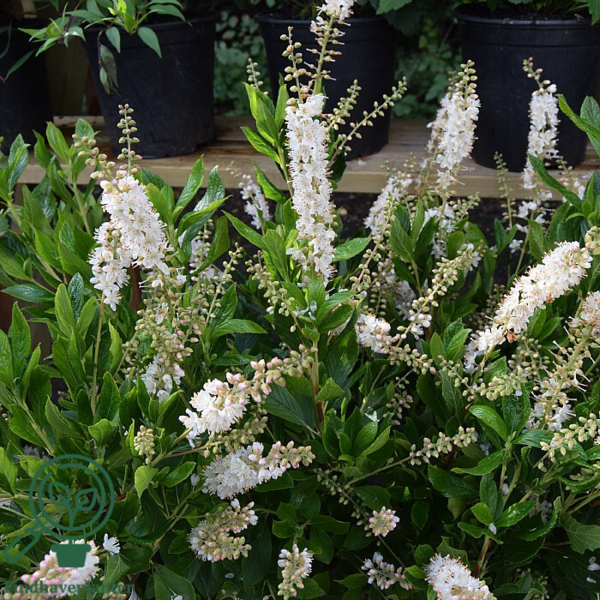 Clethra alnifolia 'Clea', Liljekonvalbusk