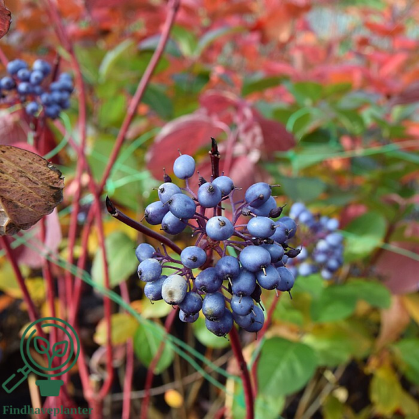 Cornus alba 'Sibirica', Rødgrenet kornel