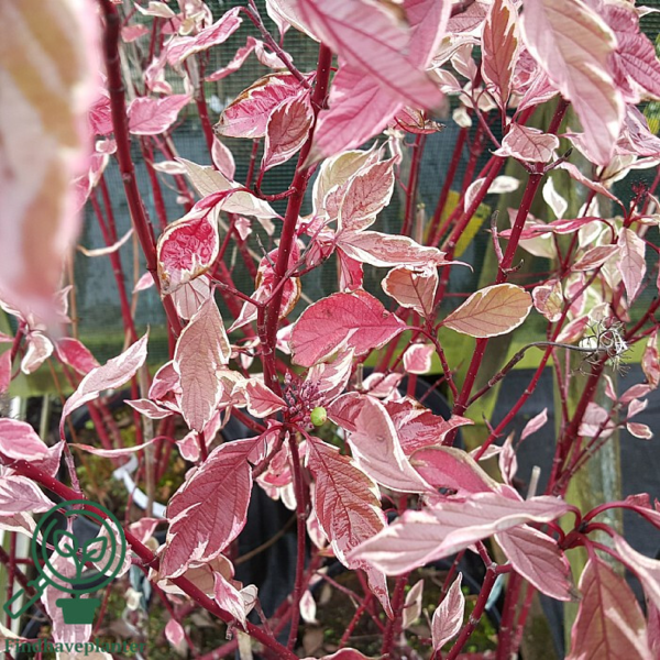 Cornus alba 'Elegantissima', Hvidbroget kornel