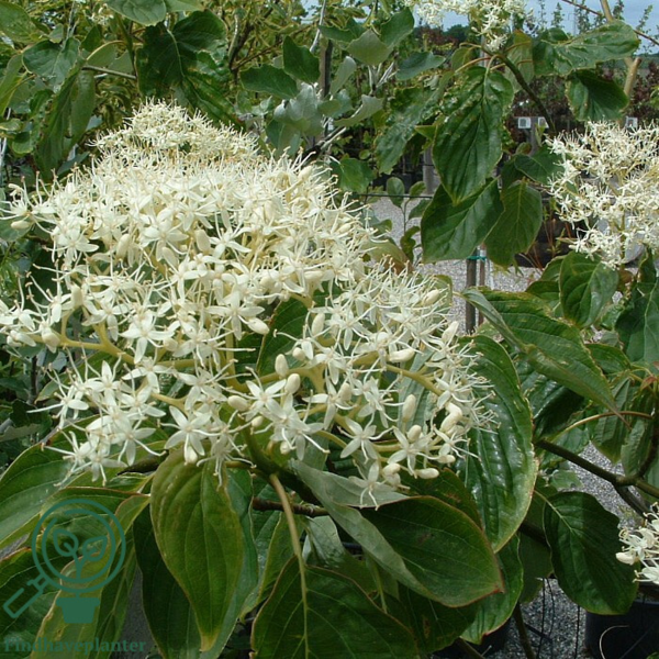 Cornus controversa, Etagekornel