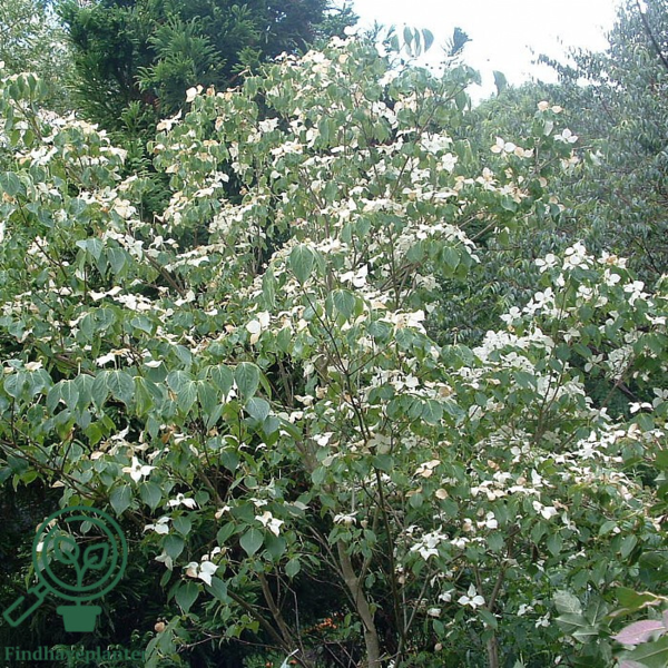 Cornus kousa, Koreakornel