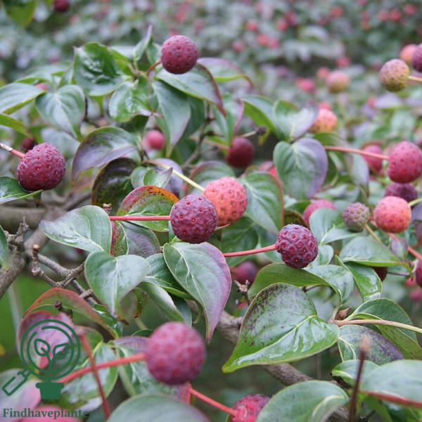 Cornus kousa, Koreakornel