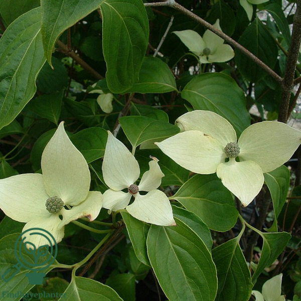 Cornus kousa 'China girl', Koreakornel