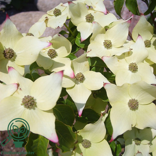 Cornus kousa 'China girl', Koreakornel