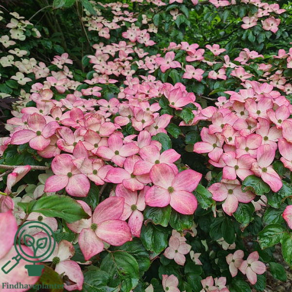 Cornus kousa 'Satomi', Koreakornel