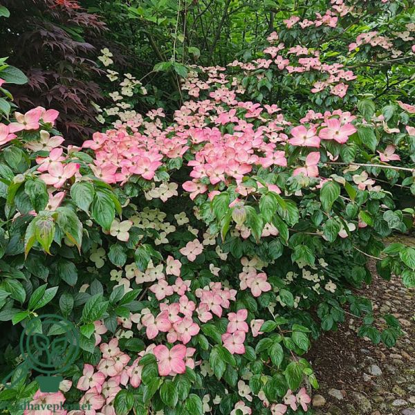 Cornus kousa 'Satomi', Koreakornel