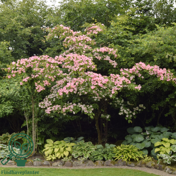 Cornus kousa 'Satomi', Koreakornel