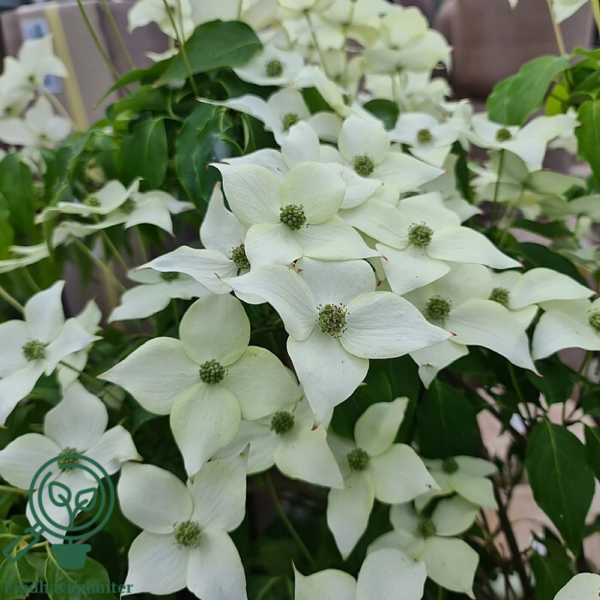 Cornus kousa 'Milky Way, Koreakornel