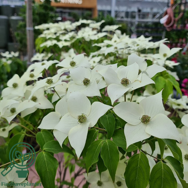 Cornus kousa 'Milky Way, Koreakornel