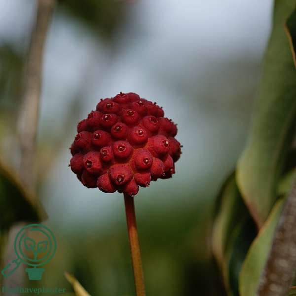 Cornus kousa 'Milky Way, Koreakornel
