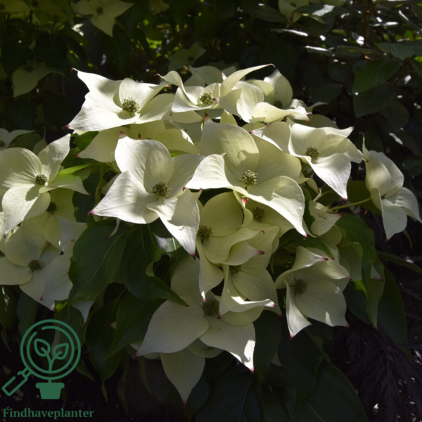 Cornus kousa 'Milky Way, Koreakornel