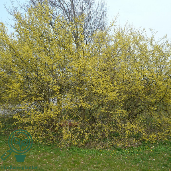 Cornus mas, Kirsebærkornel