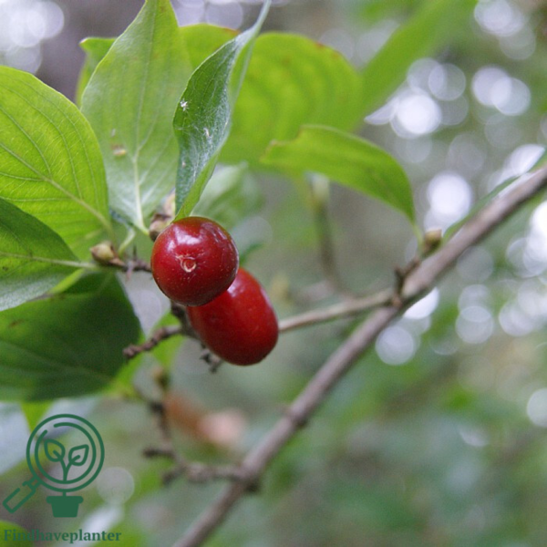 Cornus mas, Kirsebærkornel