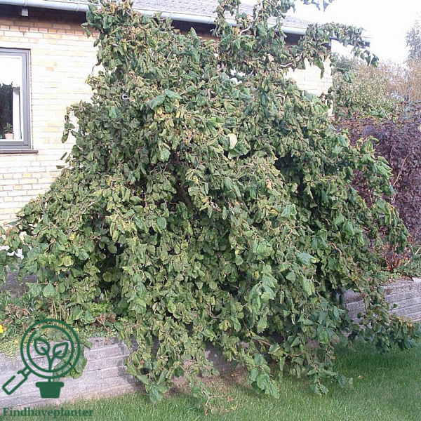 Corylus avellana 'Contorta', Troldhassel