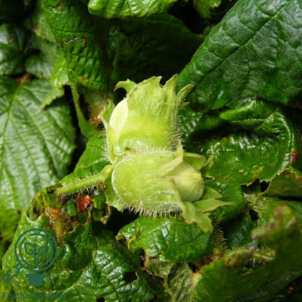 Corylus avellana 'Contorta', Troldhassel
