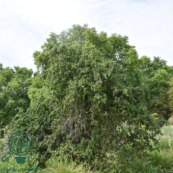 Corylus avellana 'Contorta', Troldhassel