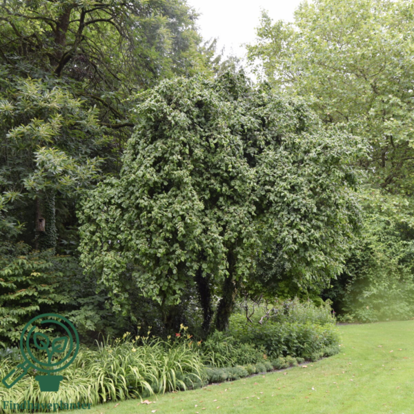 Corylus avellana 'Contorta', Troldhassel