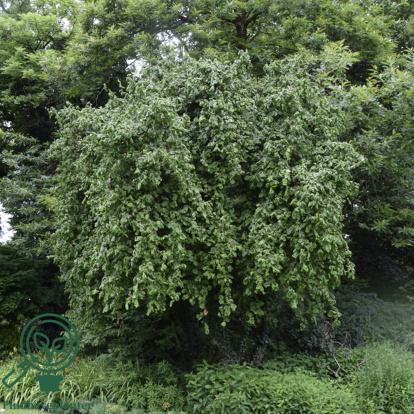 Corylus avellana 'Contorta', Troldhassel