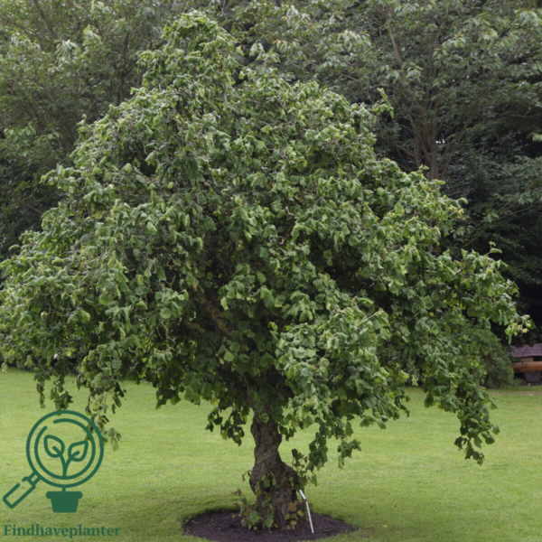 Corylus avellana 'Contorta', Troldhassel