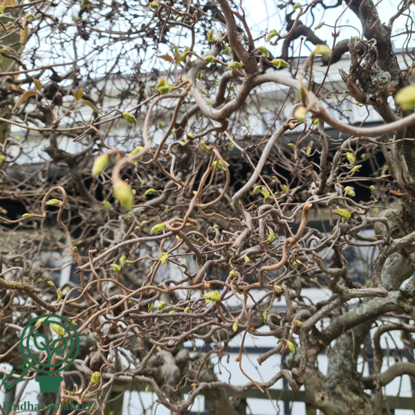 Corylus avellana 'Contorta', Troldhassel