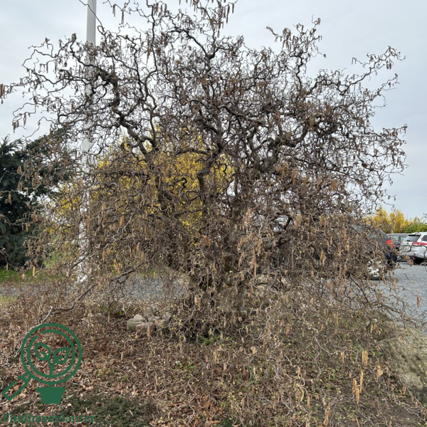 Corylus avellana 'Contorta', Troldhassel