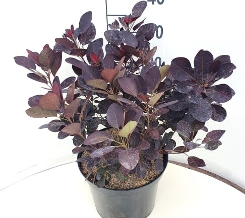 Cotinus cog. 'Royal Purple', Rødbladet Parykbusk