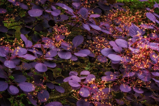 Cotinus cog. 'Royal Purple', Rødbladet Parykbusk