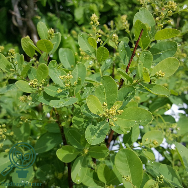 Cotinus cog. 'Young Lady', Parykbusk