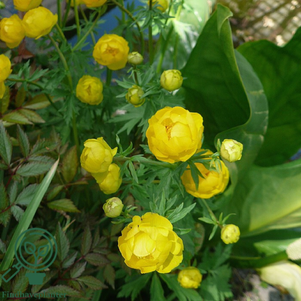 Trollius europaeus, Engblomme