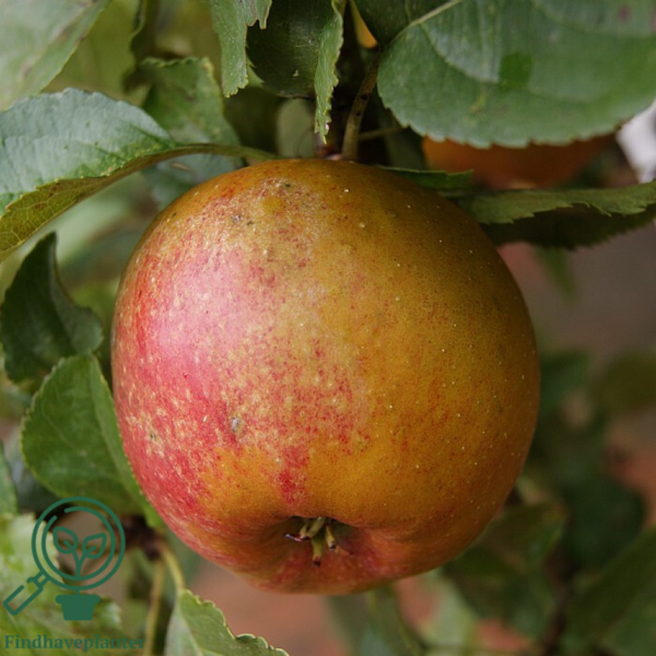 Malus dom. 'Belle d'Boskoop', Æble