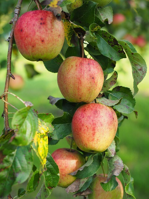 Malus dom. 'Belle d'Boskoop', Æble