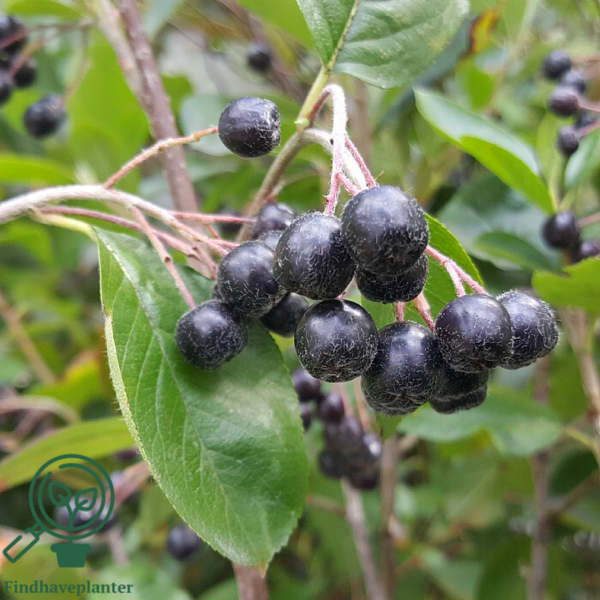 Aronia prunifolia 'Viking', Surbær