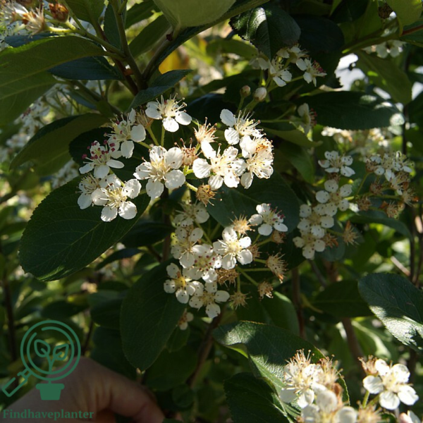 Aronia prunifolia 'Viking', Surbær
