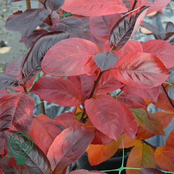 Aronia prunifolia 'Viking', Surbær