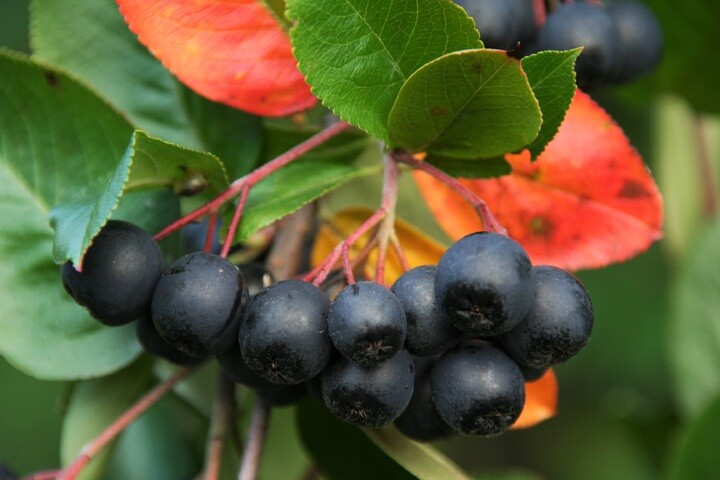 Aronia prunifolia 'Viking', Surbær