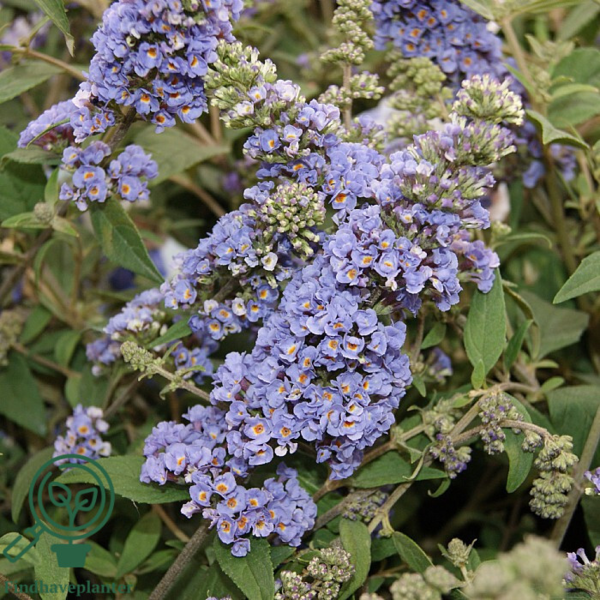 Buddleja davidii 'Blue Chip',Dværg sommerfulgebusk