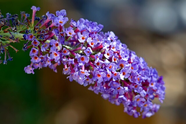 Buddleja dav. 'Empire Blue', Sommerfuglebusk