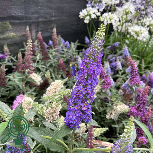 Buddleja davidii 'Empire Blue', Sommerfuglebusk