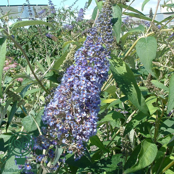 Buddleja davidii 'Lochinch', Sommerfuglebusk