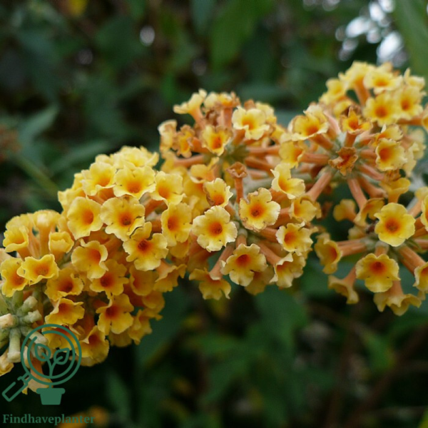 Buddleja weyeriana 'Sungold', Sommerfuglebusk
