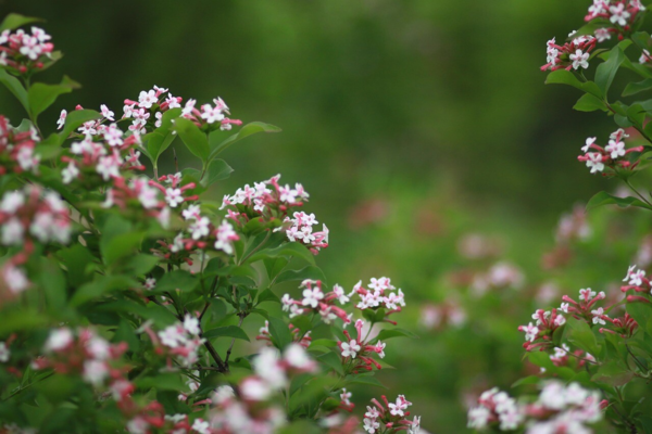 Abelia grandiflora 'Edward Goucher', Abelia