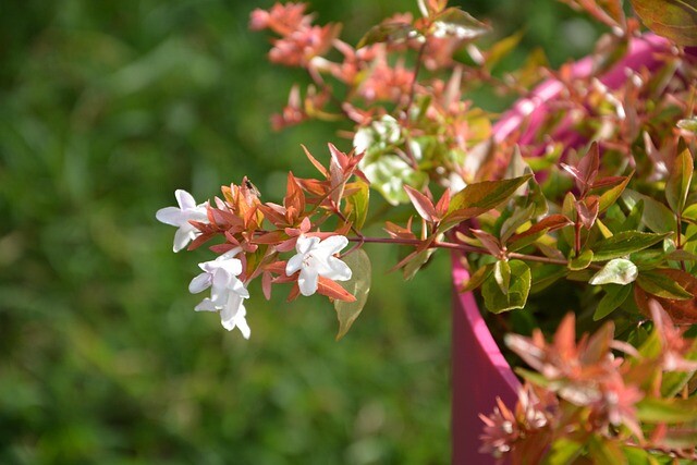 Abelia grandiflora 'Edward Goucher', Abelia