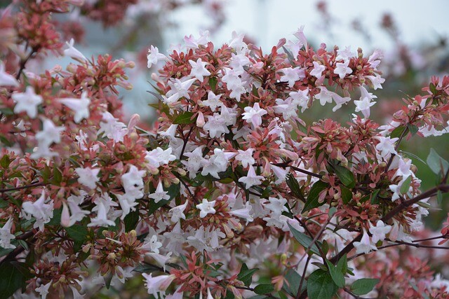 Abelia grandiflora, Abelia