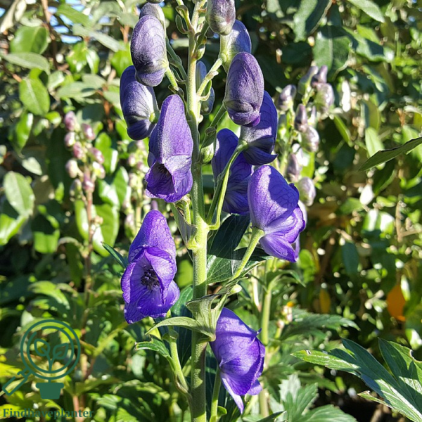 Aconitum carmichaelii 'Arendsii' Stormhat