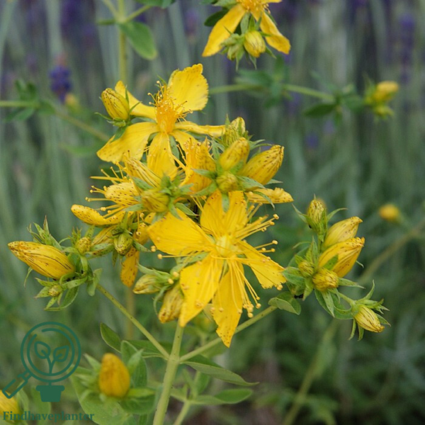 Hypericum perforatum, Perikon